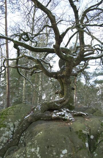 chêne du "Rocher Canon" - Forêt de Fontainebleau
