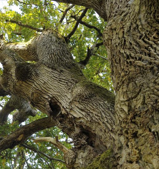 Chêne sessile "Sully"- Forêt de Fontainebleau