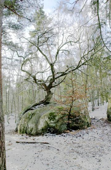 Chêne du "Rocher Canon" - Forêt de Fontainebleau