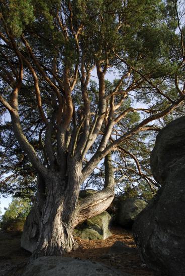 Pin sylvestre d'Apremont - Forêt de Fontainebleau
