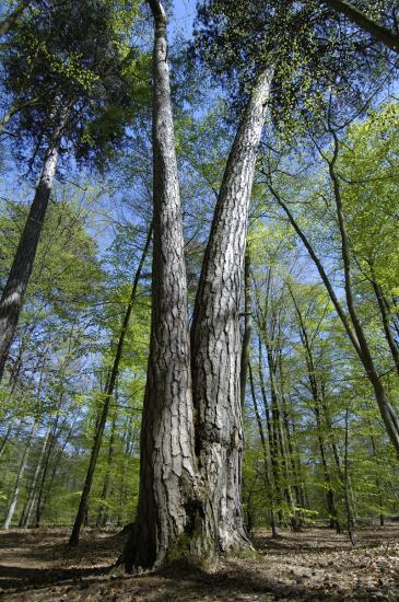 Pin noir greffé sur pin sylvestre - Forêt de Fontainebleau
