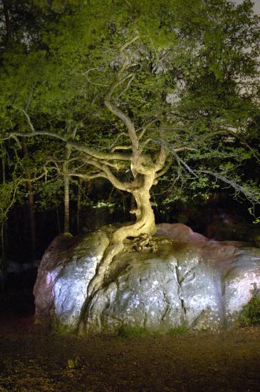 Chêne du "Rocher Canon" - Forêt de Fontainebleau